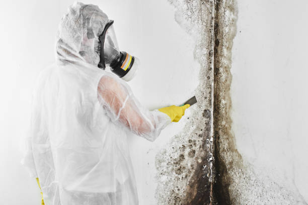 Best Industrial Mold Remediation  in Adamstown, PA